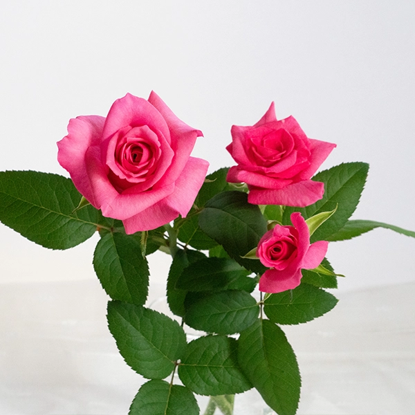 品種名ロシアンピーチ