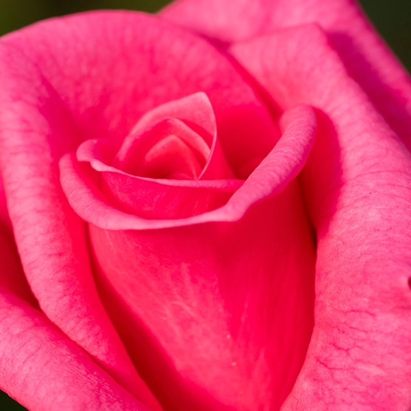 品種名ロシアンピーチ