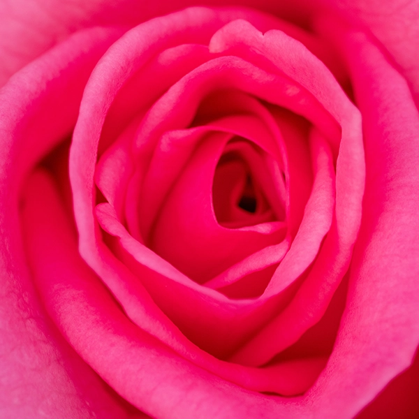 品種名ロシアンピーチ