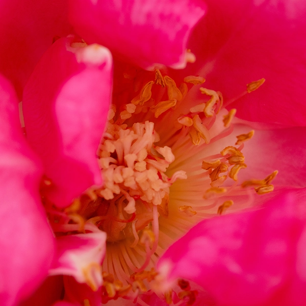 品種名ロシアンピーチ