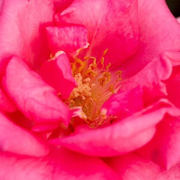 品種名ロシアンピーチ