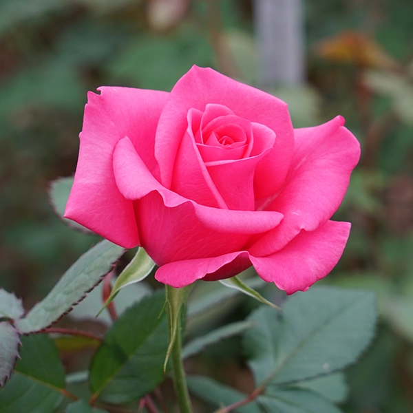 品種名ロシアンピーチ