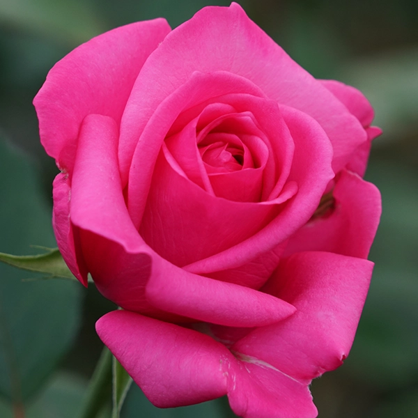 品種名ロシアンピーチ