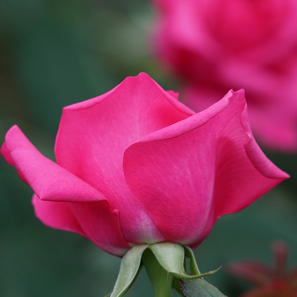 品種名ロシアンピーチ