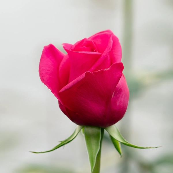 品種名ロシアンピーチ