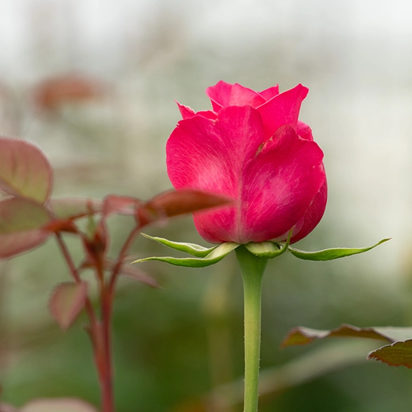 品種名ロシアンピーチ