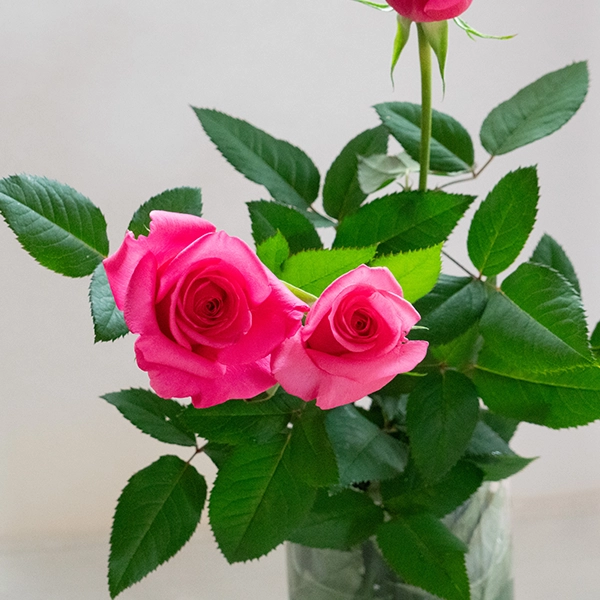 品種名ロシアンピーチ