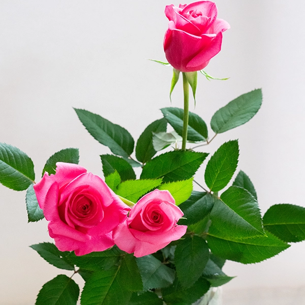 品種名ロシアンピーチ