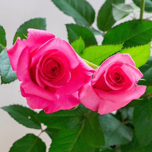 品種名ロシアンピーチ