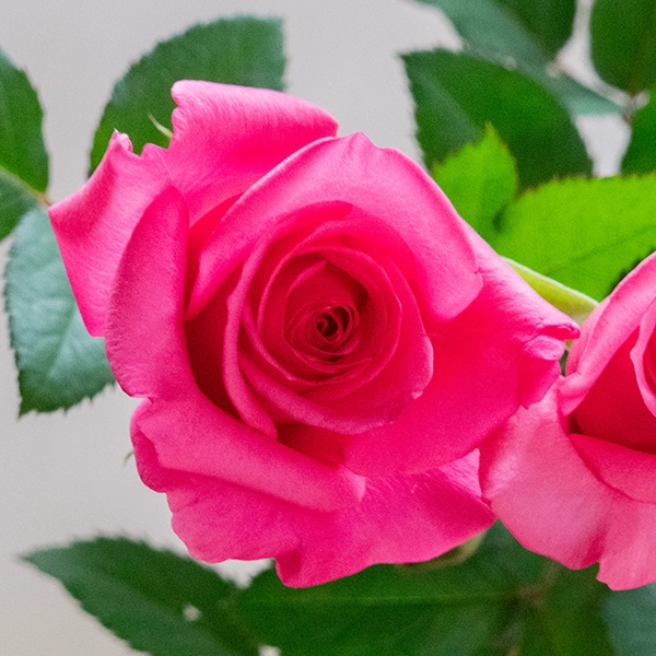 品種名ロシアンピーチ