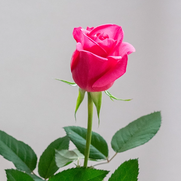 品種名ロシアンピーチ