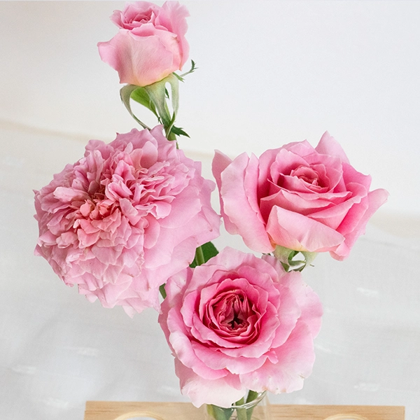 品種名ストロベリーフィールズ