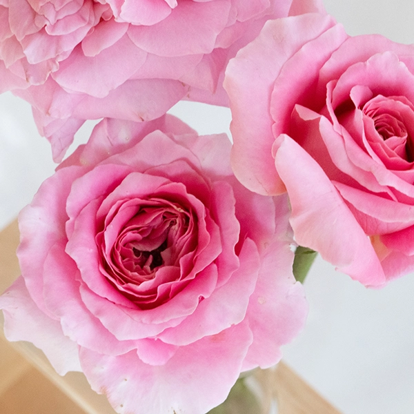 品種名ストロベリーフィールズ