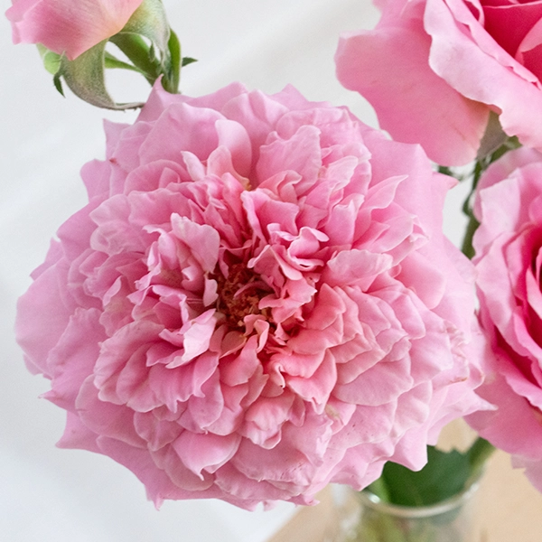 品種名ストロベリーフィールズ