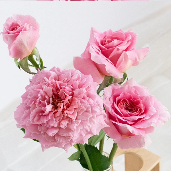 品種名ストロベリーフィールズ