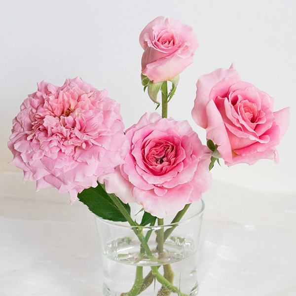 品種名ストロベリーフィールズ