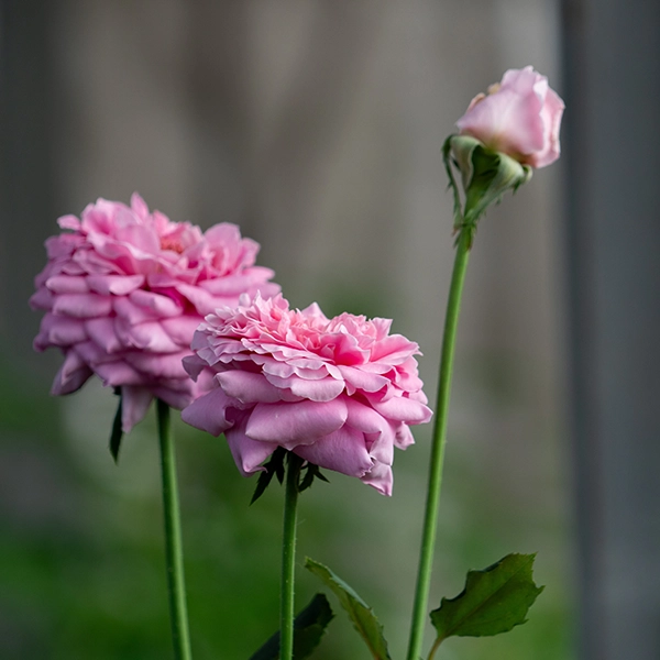 品種名ストロベリーフィールズ