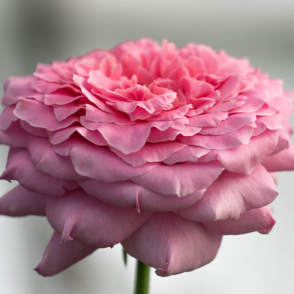 品種名ストロベリーフィールズ