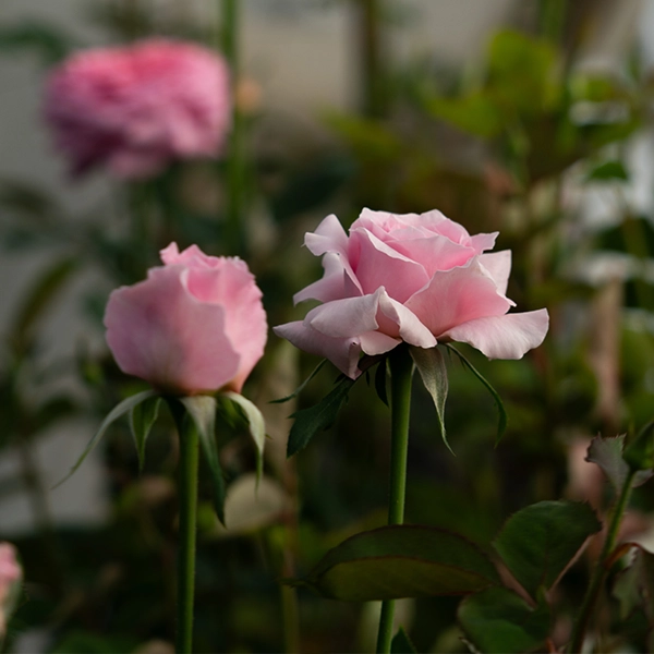 品種名ストロベリーフィールズ