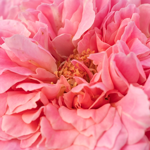 品種名ストロベリーフィールズ