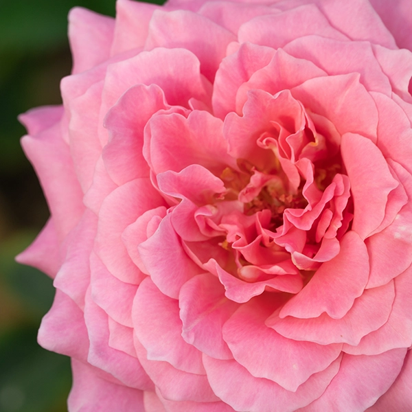 品種名ストロベリーフィールズ