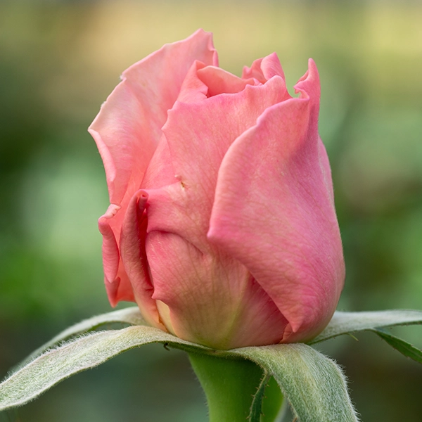 品種名ストロベリーフィールズ