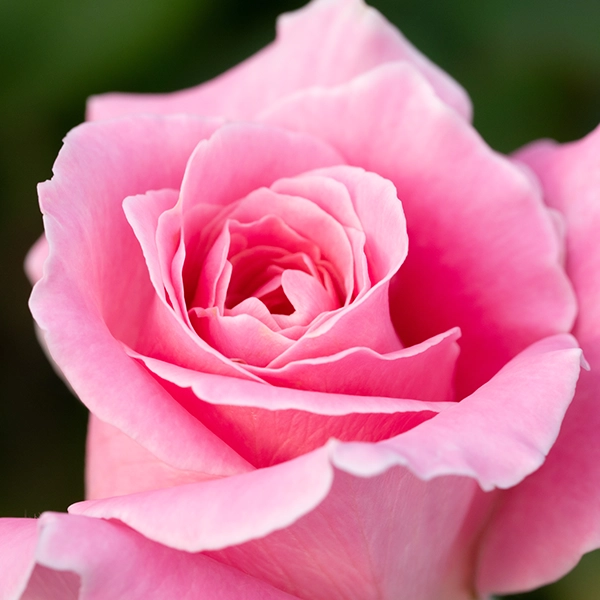 品種名ストロベリーフィールズ