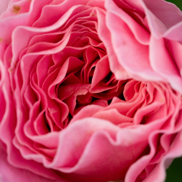 品種名ストロベリーフィールズ