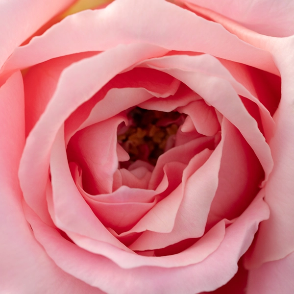 品種名ストロベリーフィールズ