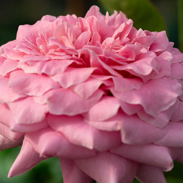 品種名ストロベリーフィールズ