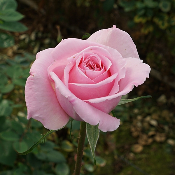 品種名ストロベリーフィールズ