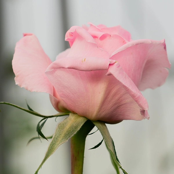 品種名ストロベリーフィールズ