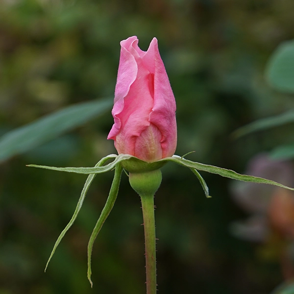 品種名ストロベリーフィールズ