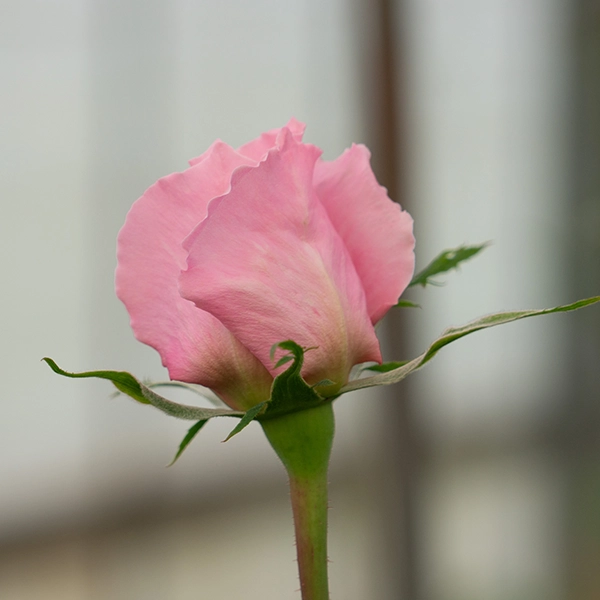 品種名ストロベリーフィールズ