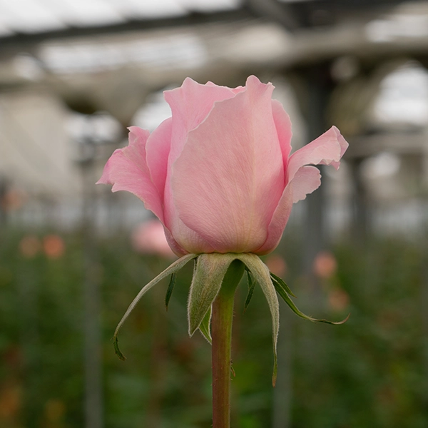 品種名ストロベリーフィールズ