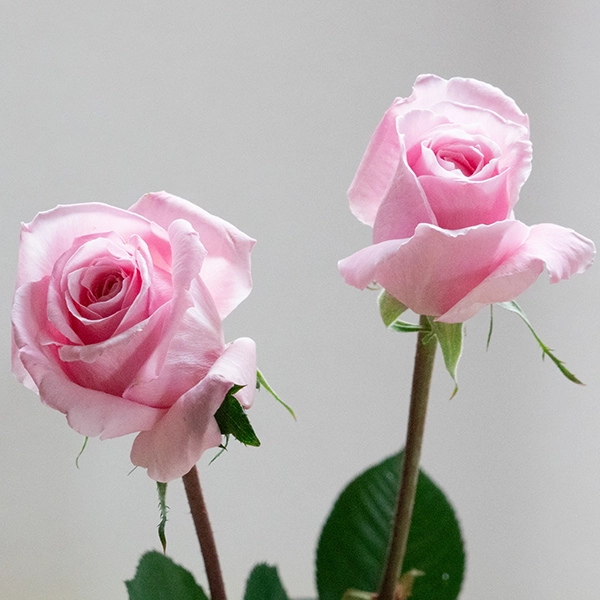 品種名ストロベリーフィールズ