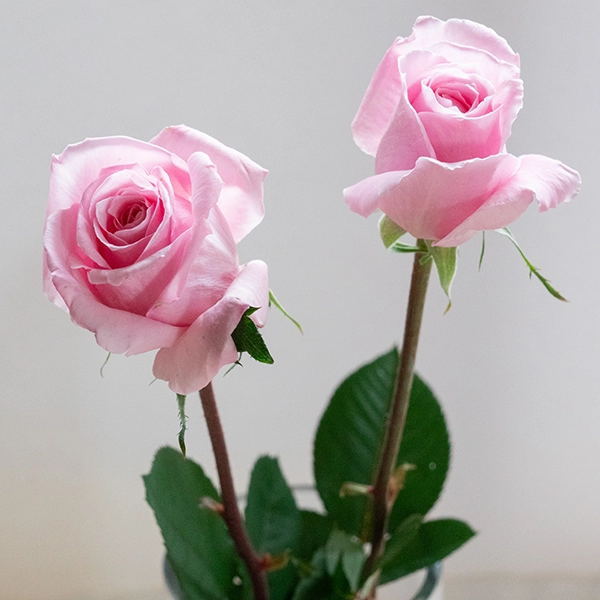 品種名ストロベリーフィールズ