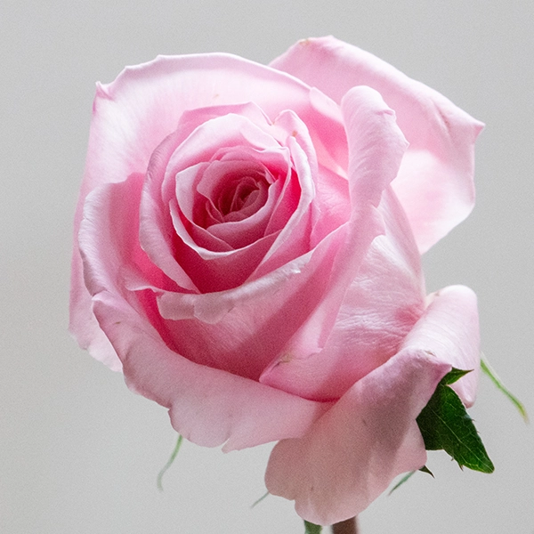 品種名ストロベリーフィールズ