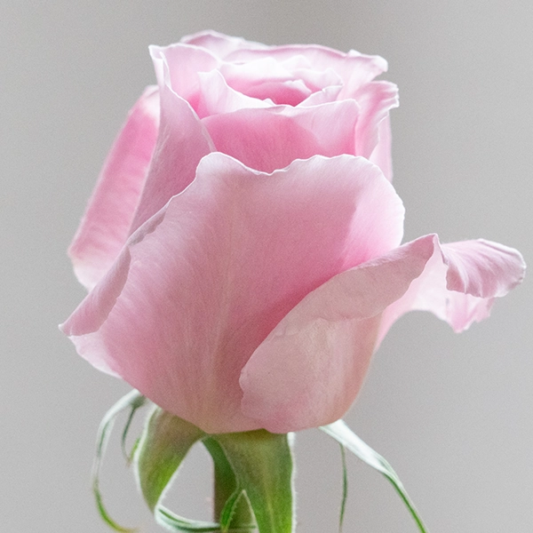 品種名ストロベリーフィールズ