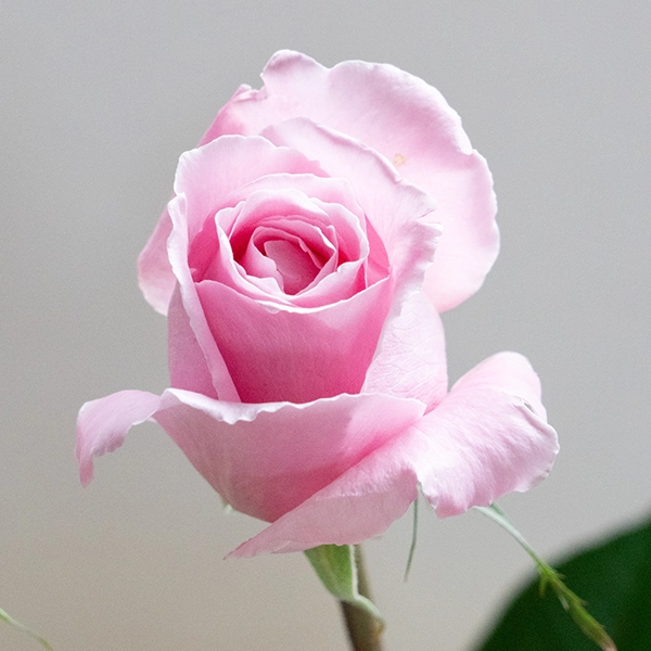 品種名ストロベリーフィールズ