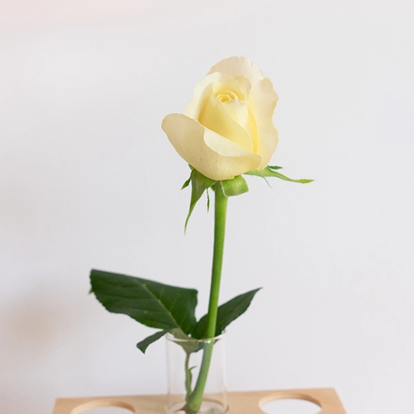 品種名シュークリーム