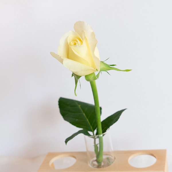 品種名シュークリーム