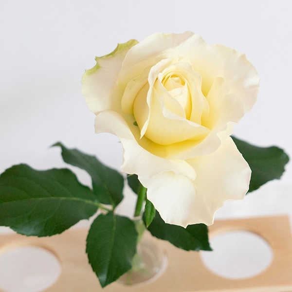 品種名シュークリーム