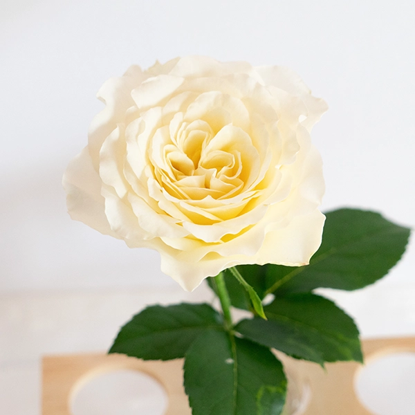 品種名シュークリーム