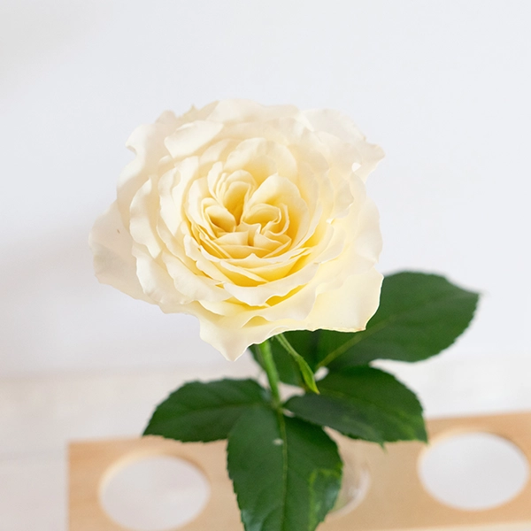 品種名シュークリーム