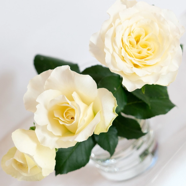 品種名シュークリーム