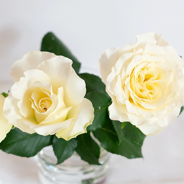 品種名シュークリーム