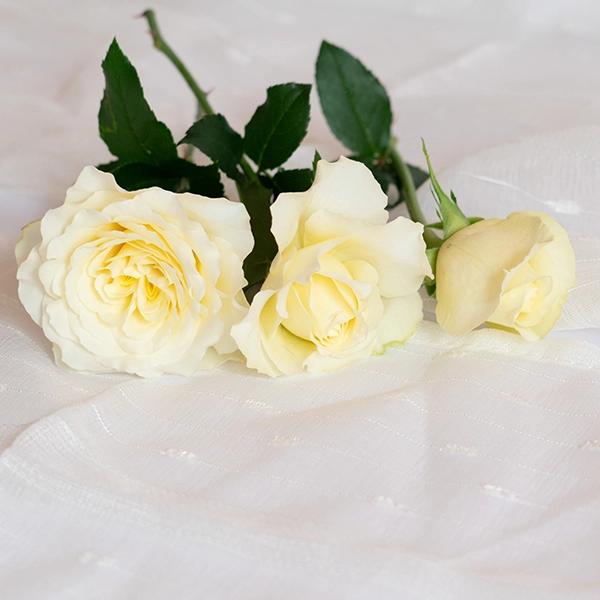 品種名シュークリーム