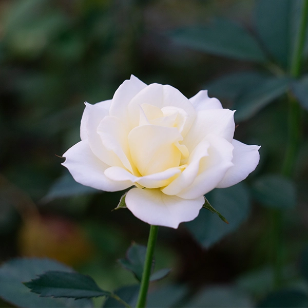 品種名シュークリーム