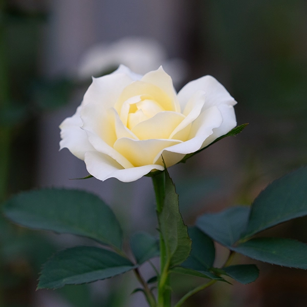 品種名シュークリーム